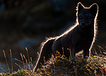 BB 13 0147 / Vulpes lagopus / Fjellrev